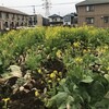 菜の花