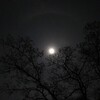 今夜の月と桜
