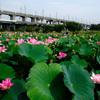 蓮池は、今、まさに、花ざかり！！！