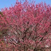 相模原公園のカンヒザクラ 開花！ (2023年3月8日）
