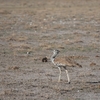 アフリカオオノガン Kori Bustard