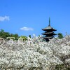 【京都の桜】まだ間に合う🌸遅咲きの御室桜が咲き誇る「御室仁和寺」