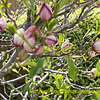 庭木の花と鳥の声