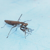 茶色の小さなカマキリは誰？　黒い模様のコカマキリ