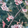 新宿御苑で寒桜とメジロを撮った