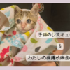 子猫のレスキュー記録 & わたしの保護や譲渡のあれこれ