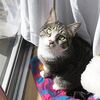猫友の日