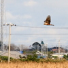 チュウヒのいる風景ー香取市