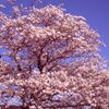 青空と桜