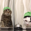 パブロフの猫？餌をもらうために一心不乱に鳴らす呼び鈴！