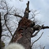【iPhone12で撮影】たんぽぽの綿毛から見上げる冬の樹木