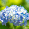 アジサイの　淡き緑に　夏隣