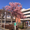 中央地区の河津桜、市民会館前！
