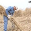阿蘇市の草原で茅の収穫体験会【熊本】    