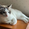 【ペット】実家で飼っている猫が11歳になった件について