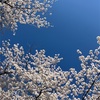 黒でも白でもどっちでも。