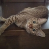 猫ブログ_2022年のくつろぎ写真 #オシキャット