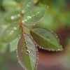 雨ですね、