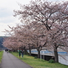 羽村市チューリップまつり～羽村堰の桜。