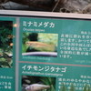 2022/8/14　ワンド水槽に新展開！
