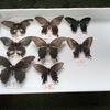 昆虫標本箱の製作と蝶標本整理
