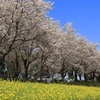 尾根緑道の桜2018（2018/3/31）