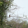 クビワヤマセミ Ringed Kingfisher 1