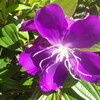 【植物の花の写真】ノボタン；ノボタン科  Tibouchina urvilleana：Melastomataceae  2018年10月07日（日）鹿児島市自宅近所