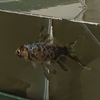 金魚部屋で静養③ ニキビは