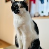 我が家の専属ニャルソック、ボス猫コテツ