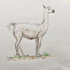 俺はリャマ、唾吐き最高峰の人生　 I’m Lucas the Llama: The Ultimate Spit Master’s Life Story