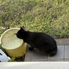 今朝の黒猫ダブル