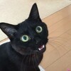 猫を吸うんじゃねえ～行者ニンニクパスタ顛末記