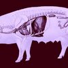 遺伝子改変された豚の心臓を移植された世界で2人目の患者が臓器拒絶反応の兆候を示し死亡