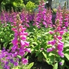 やまぐちフラワーランドの花木風景（29）：山口県柳井市