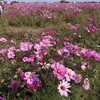 秋の花のイベント2件