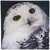 どっちも本物みたい❗️本物そっくりな雪"フクロウ"と一緒に写ったシロフクロウさんのウィンク決まり具合がハンパない❗️