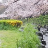 冷たい雨に濡れる桜