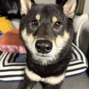まめさん（黒柴犬）との共存