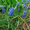 ムスカリが開花