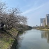 舞鶴公園の桜と大濠公園さんぽ。春を探した一日