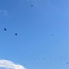 10月15日 大雨時々カラスの大群/再びアフガンでM6.3/OSO18