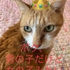 イケメン(猫)さん♪