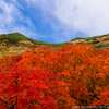 紅葉当たり年