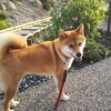 柴犬１歳１１ヶ月～食いしん坊の番犬