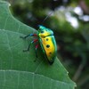 今年ハマったこと【観察編】虫や動物、飛行機の観察