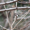 秋ヶ瀬公園の続き、丹沢、北本、柳沢峠の野鳥/2019-3月