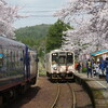 今日も「能登さくら駅」で桜撮りました