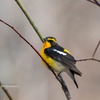 2019年5月3日の鳥撮り-上高地(1/2)