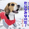 犬のたしなみって何だよ！